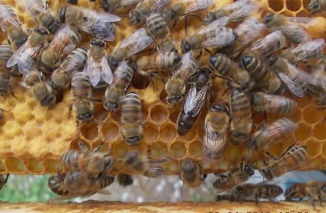 kafkas arısı nerede yaşar 4