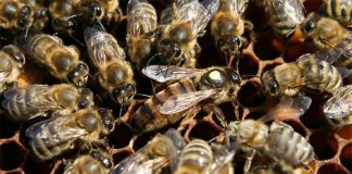 kafkas arısı nedir
