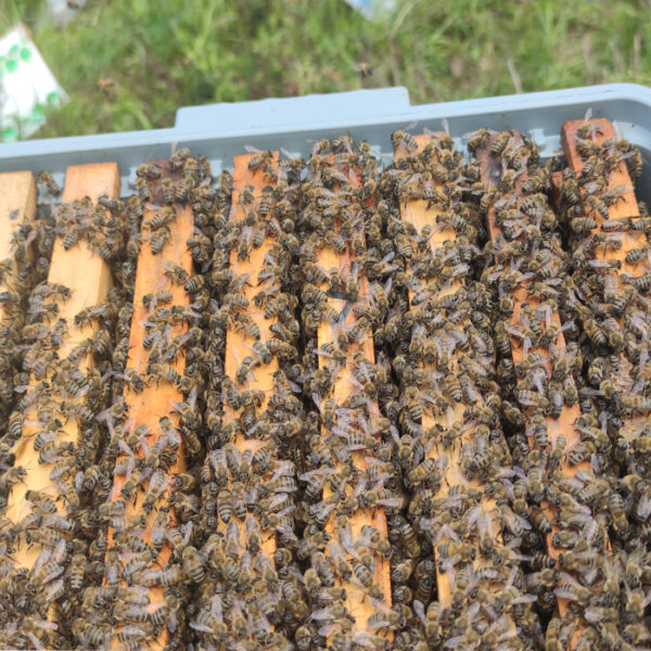 8 çerçeveli satılık arı 5