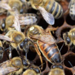 anadolu ana arısı 1