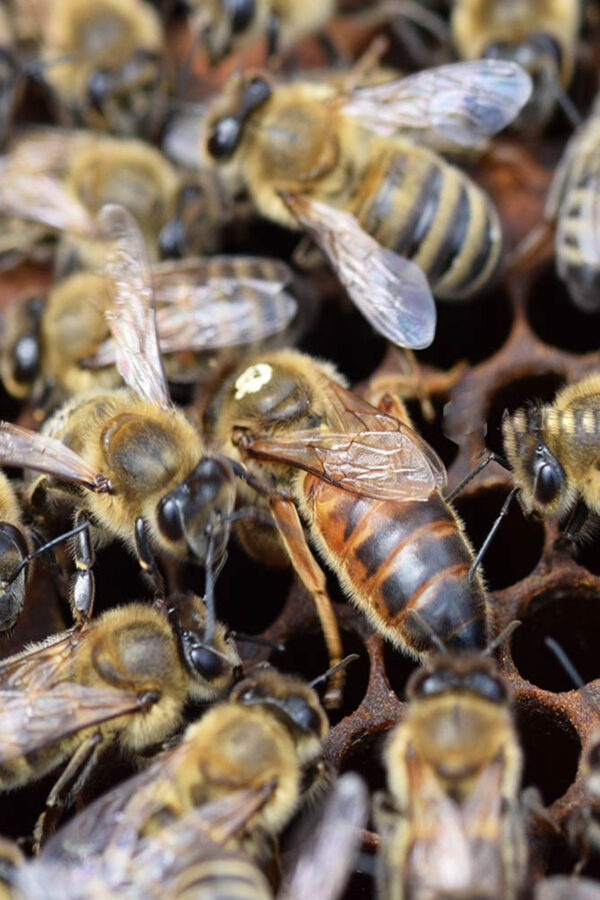 anadolu ana arısı 1