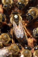 anadolu ana arısı 2