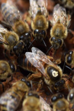 anadolu ana arısı 3