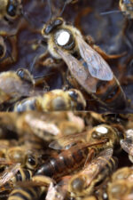 anadolu ana arısı 4