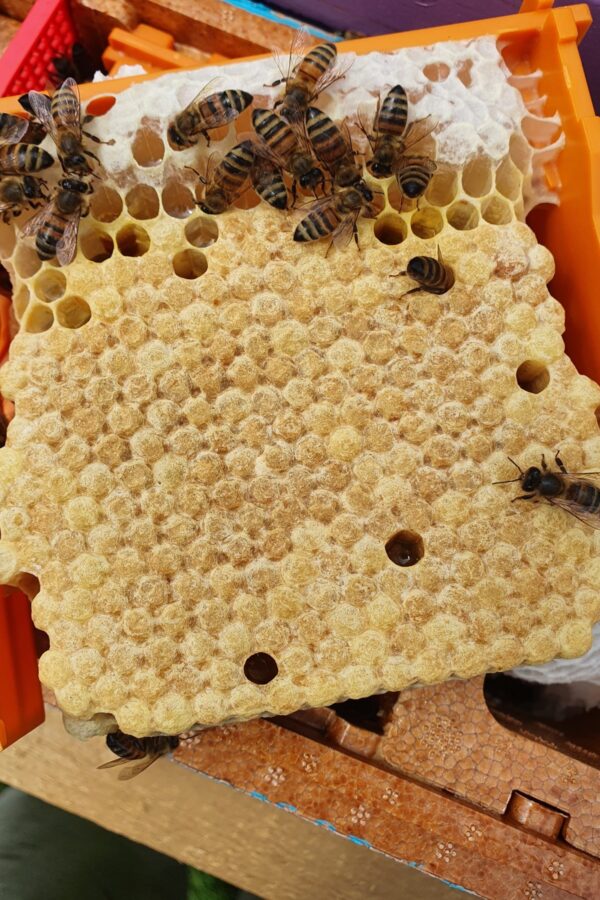 belfast ana arısı 1