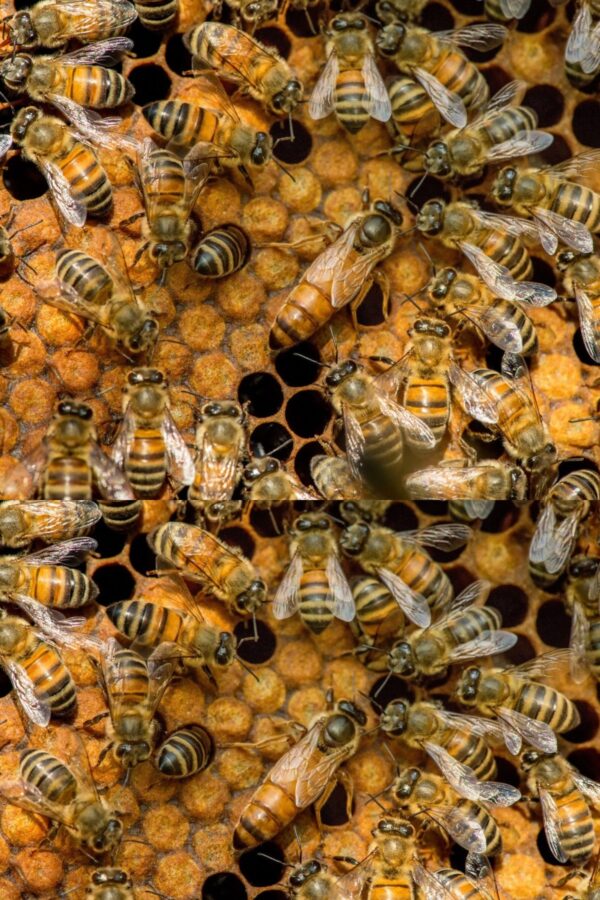 belfast ana arısı 2