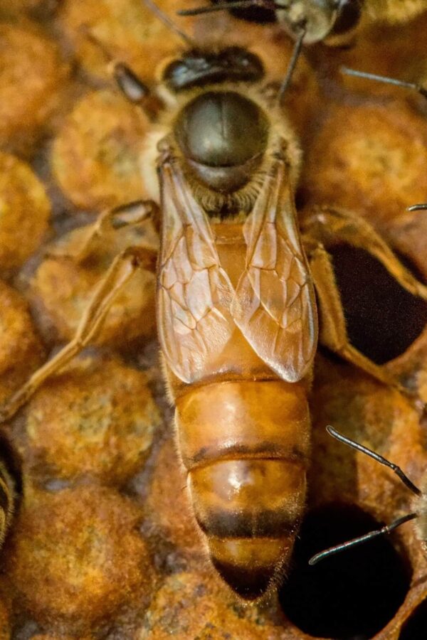 belfast ana arısı 3