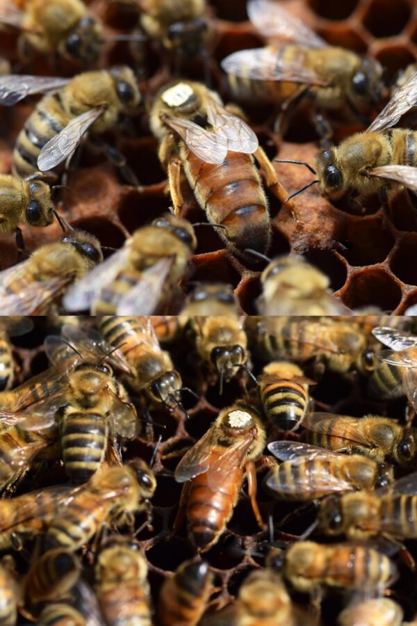 belfast ana arısı 4