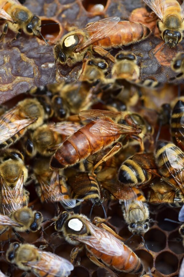 belfast ana arısı 5