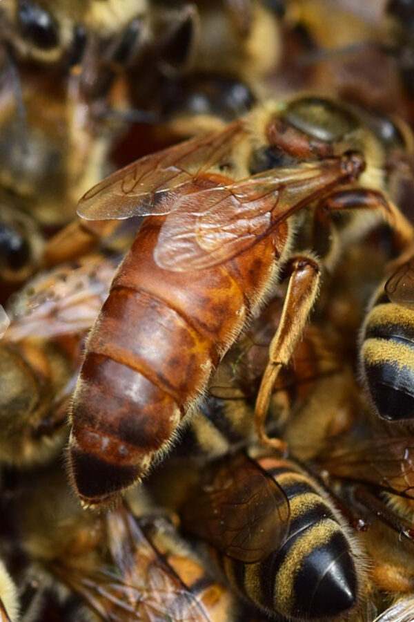 belfast ana arısı 7