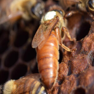 italyan ana arısı 1