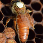 italyan ana arısı 1