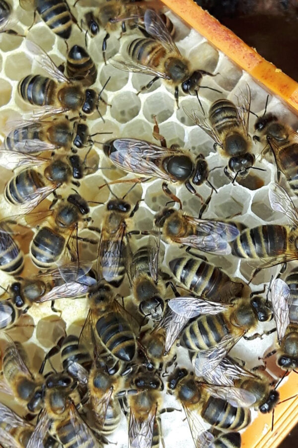 kafkas ana arısı 1