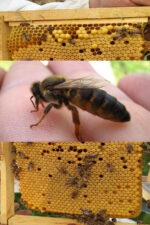 kafkas ana arısı 2