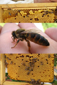 kafkas ana arısı 2