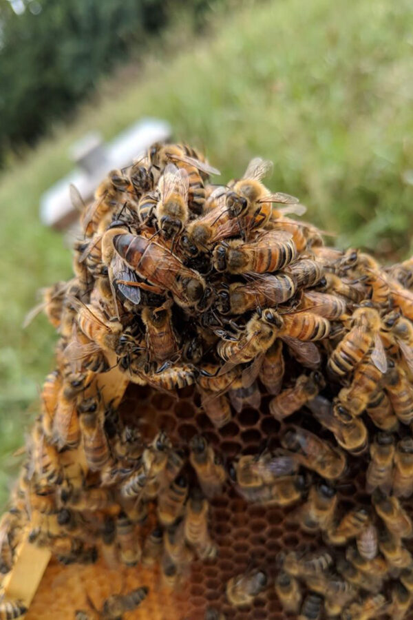 kafkas ana arısı 3