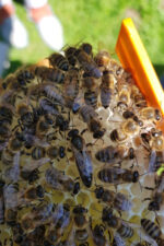 kafkas ana arısı 4