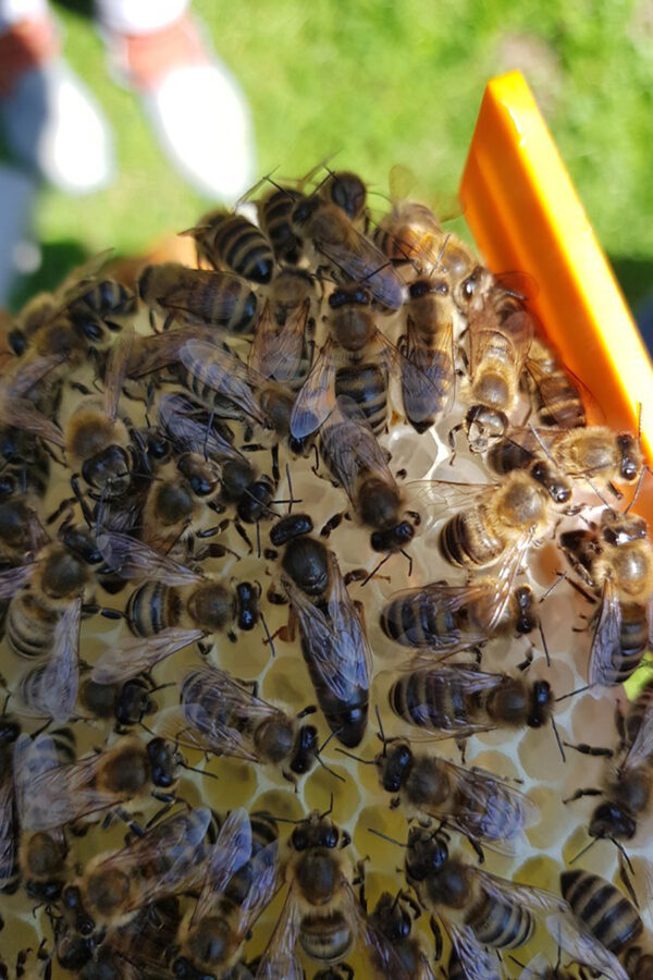 kafkas ana arısı 4