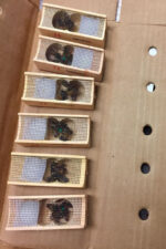 kafkas ana arısı 5