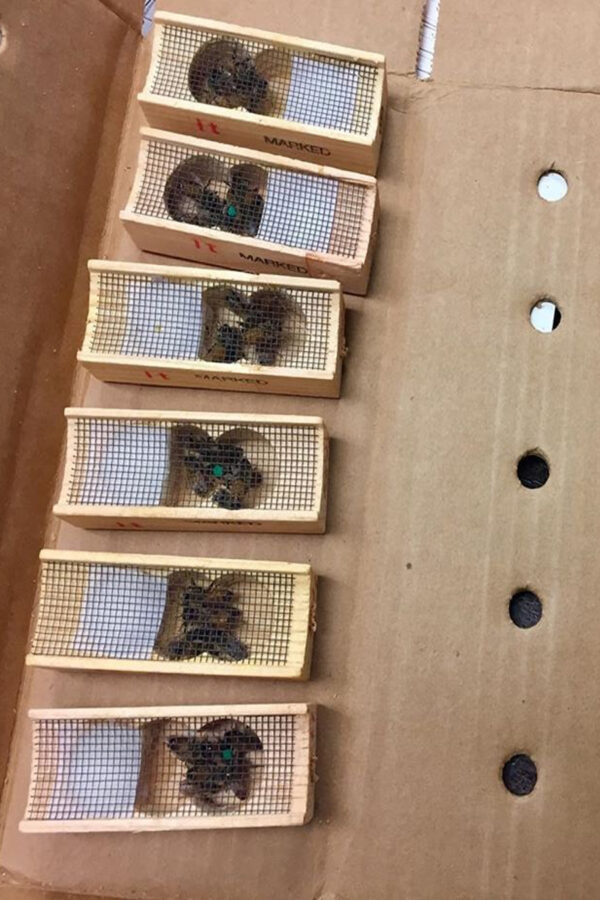 kafkas ana arısı 5