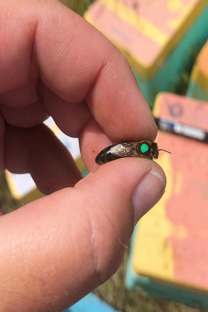 kafkas ana arısı 6