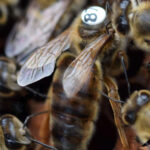 karniyol ana arısı 3