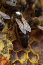 karpat ana arısı 1