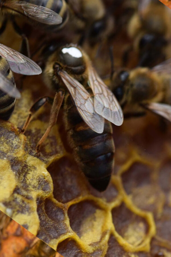 karpat ana arısı 1