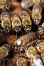 karpat ana arısı 2