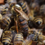 karpat ana arısı 3