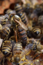 karpat ana arısı 3