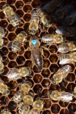 karpat ana arısı 4