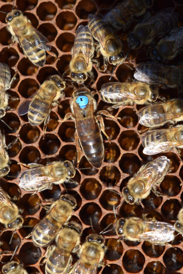 karpat ana arısı 4