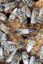 karpat ana arısı 5