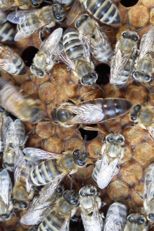 karpat ana arısı 5