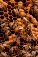 muğla ana arısı 1