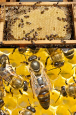 muğla ana arısı 2