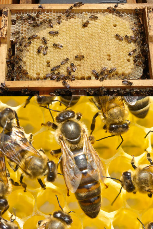 muğla ana arısı 2