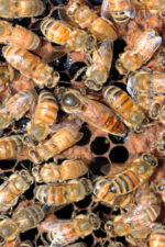 muğla ana arısı 3