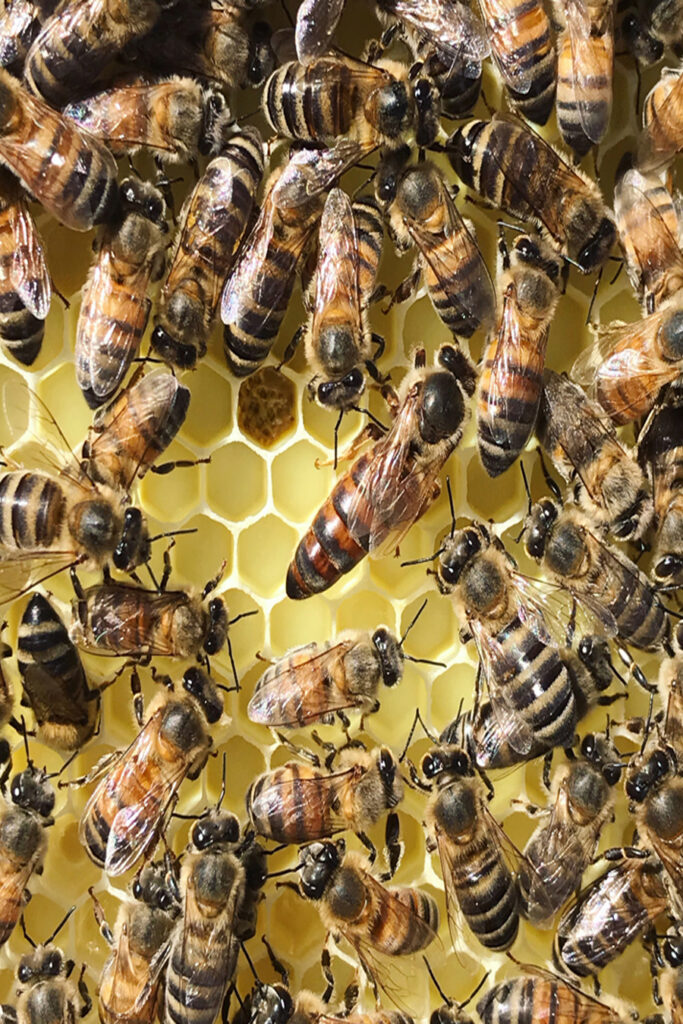 muğla ana arısı 4