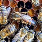 yığılca ana arısı 1