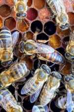 yığılca ana arısı 1