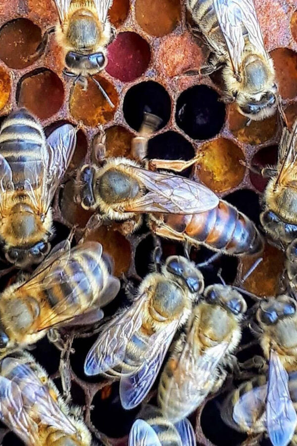 yığılca ana arısı 1