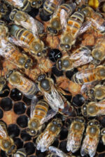 yığılca ana arısı 2