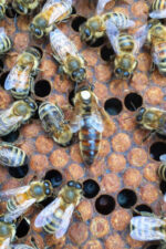 yığılca ana arısı 3