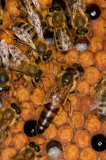 yığılca ana arısı 4