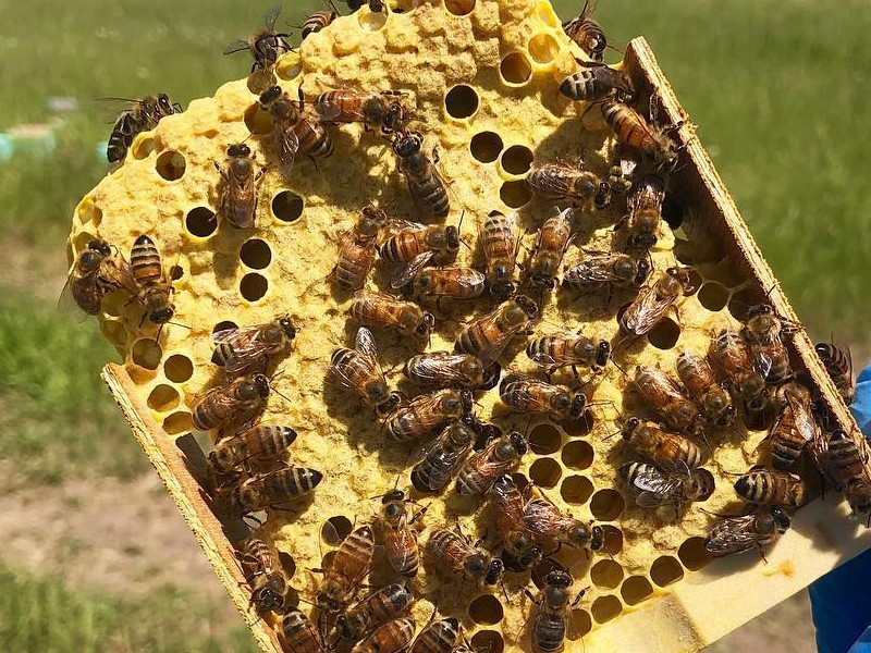 2025 ücretsiz ana arı kampanyası 1