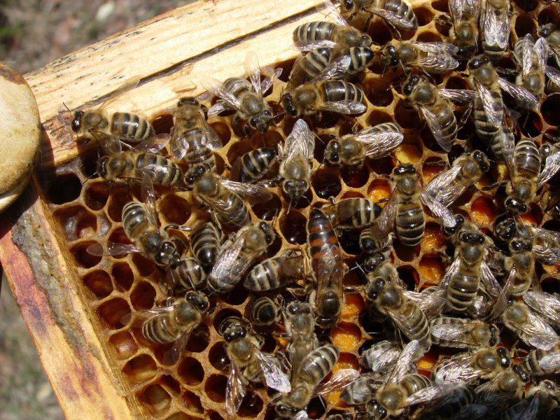 2025 ücretsiz ana arı kampanyası