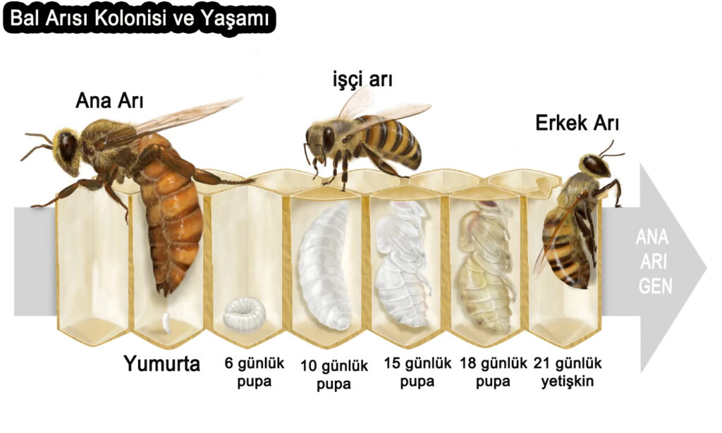 Bal Arısı Kolonisi ve Yaşamı