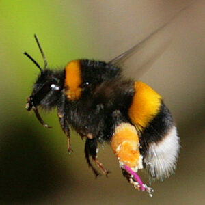 bombus arısı 1